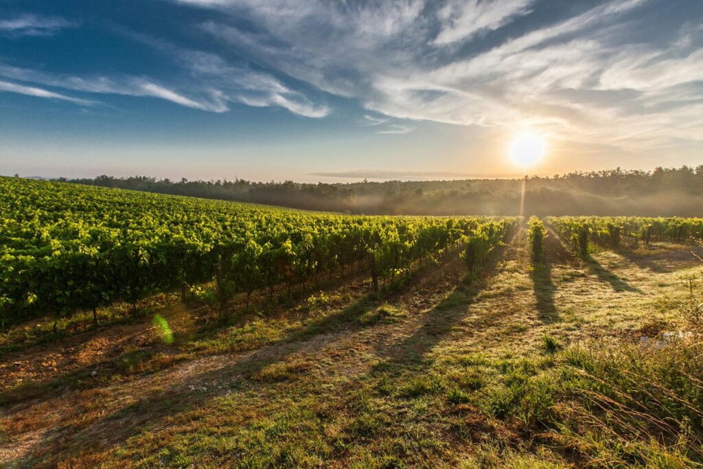 Tuscan vineyard during sunset