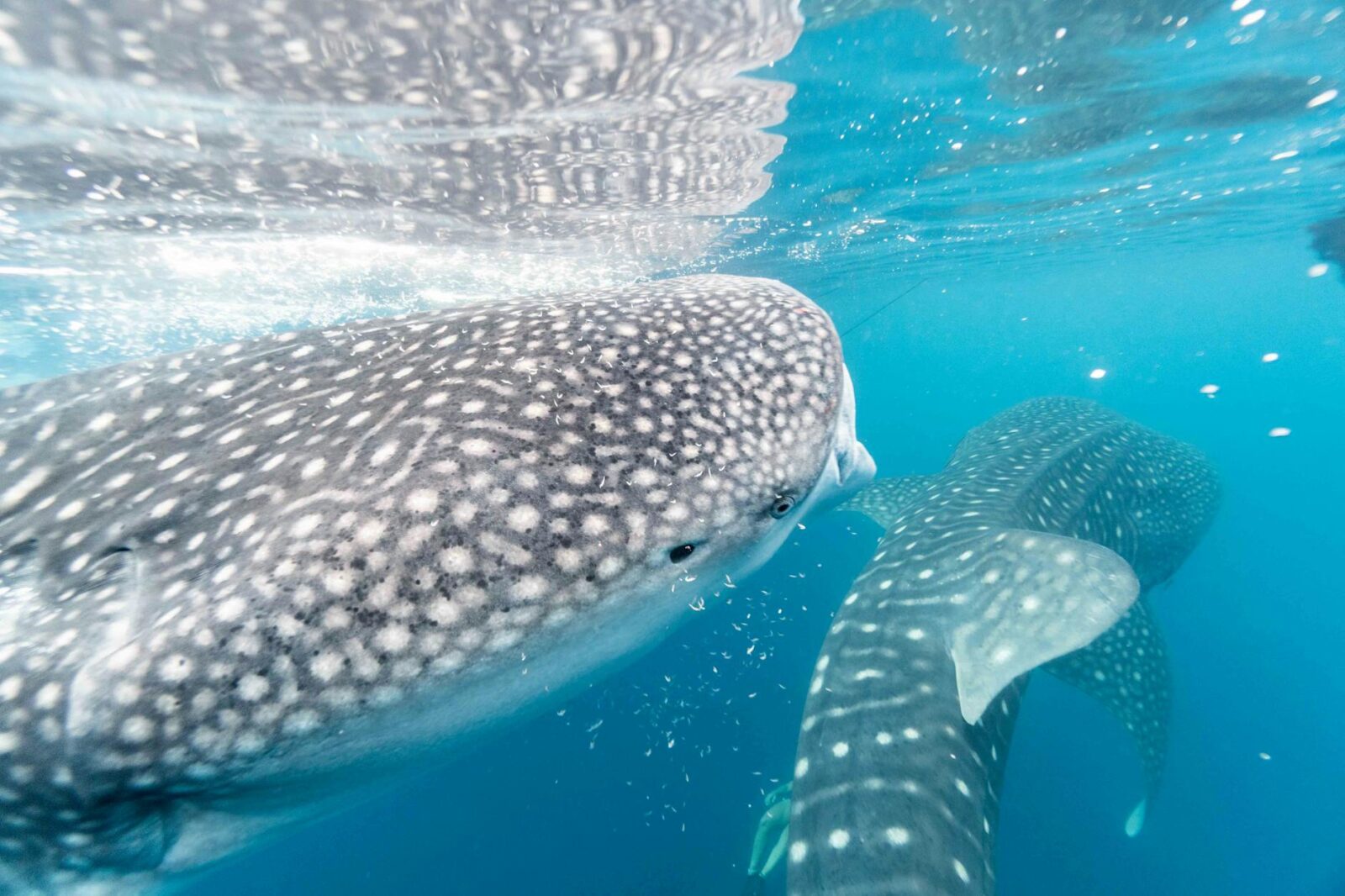 whale shark swimming underwater