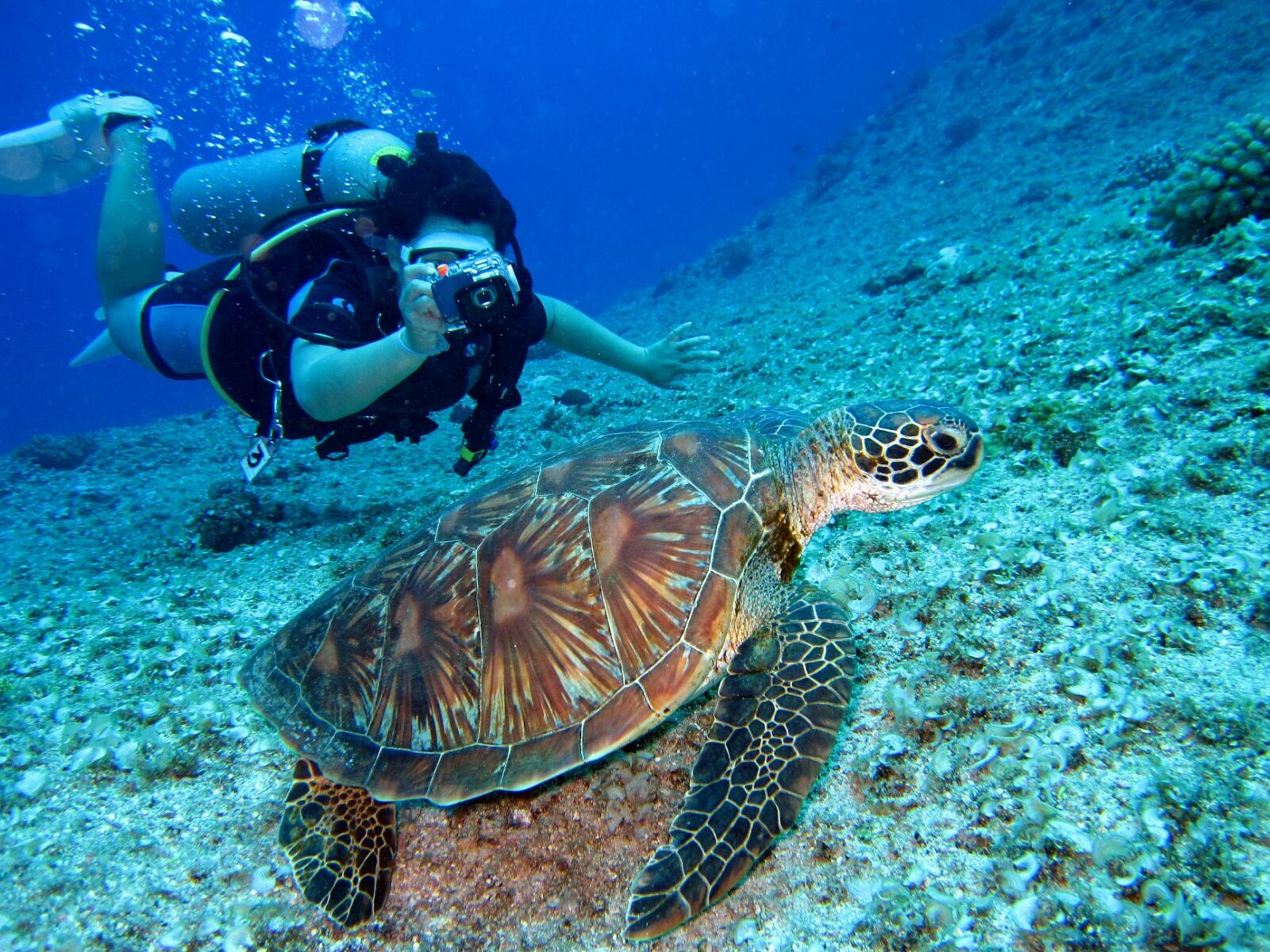 person takes photo of tortoise