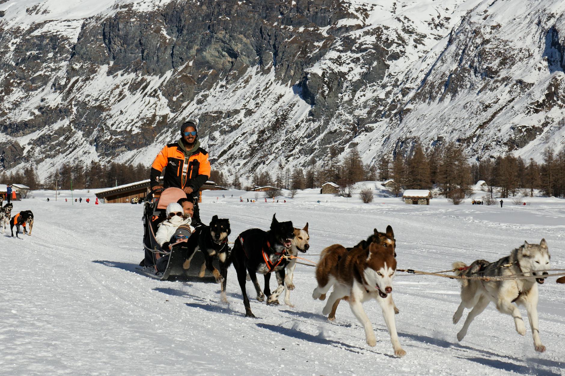 dog sledding