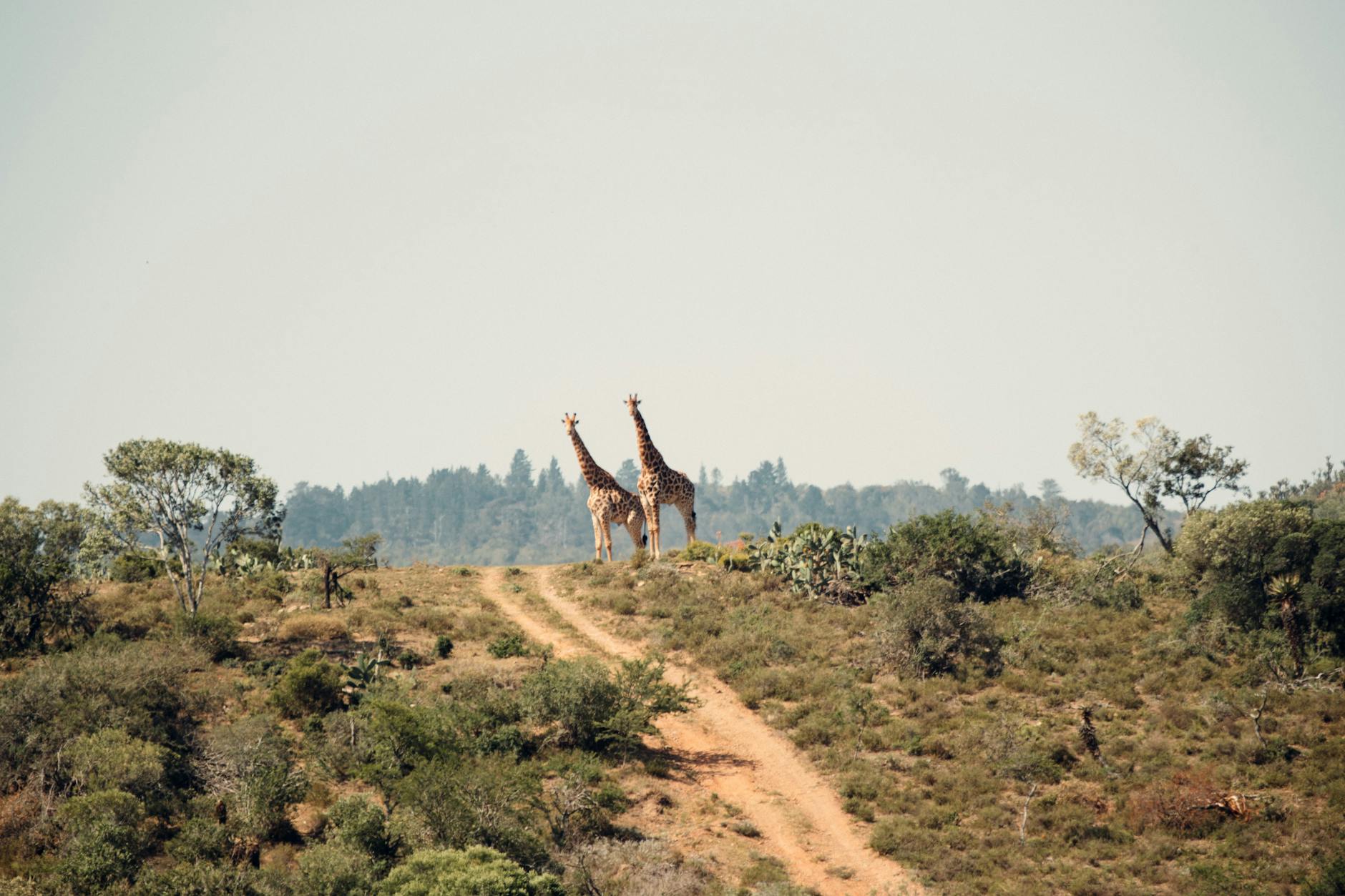 two giraffe standing on hill